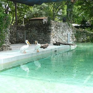 Memphis Zoo - Pelican Pool