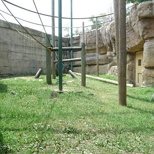 Memphis Zoo -  Bonobo Outdoor Exhibit