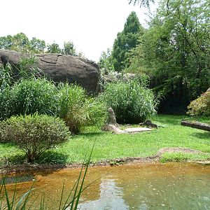 Memphis Zoo -  Cheetah Exhibit