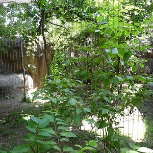 Memphis Zoo -  Clouded Leopard Exhibit