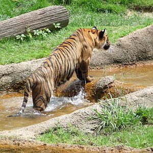 Memphis Zoo -  Bengal Tiger
