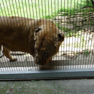 Memphis Zoo - Lion