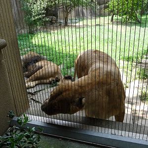 Memphis Zoo - Lions