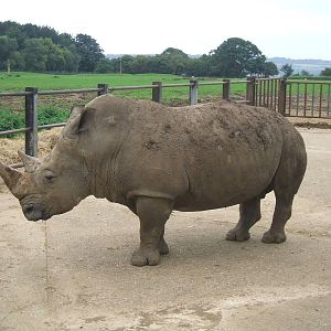 White Rhino