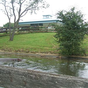 Hippo enclosure 1