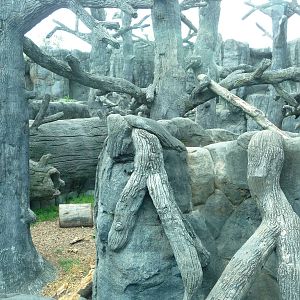 Knoxville Zoo - Black Bear Exhibit