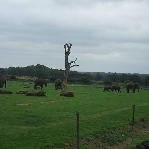 Elephant Herd
