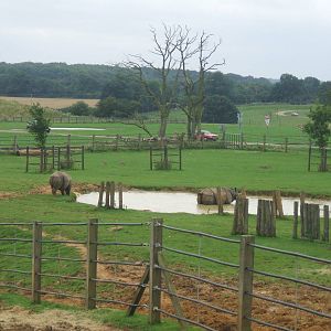 Indian Rhino Paddock