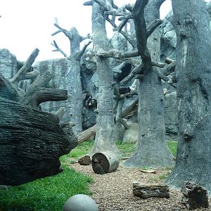 Knoxville Zoo - Black Bear Exhibit