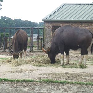 Gaur