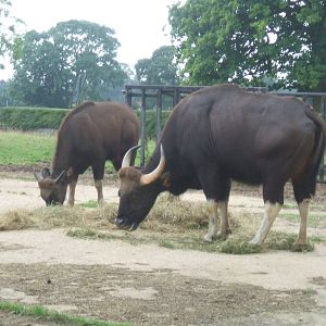 Gaur
