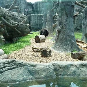 Knoxville Zoo - Black Bear Exhibit