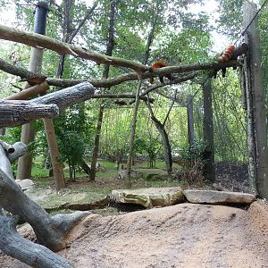 Knoxville Zoo - Red Panda Village