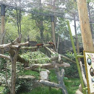 Knoxville Zoo - Red Panda Village