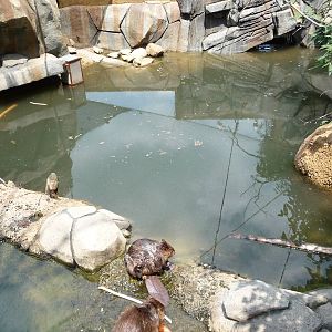 Knoxville Zoo - Beaver Exhibit
