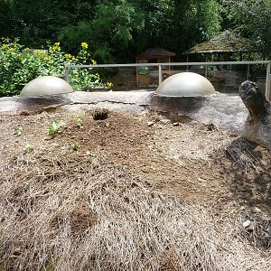 Knoxville Zoo - Prairie Dog Exhibit