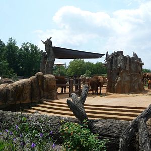 Knoxville Zoo - African Elephant Exhibit