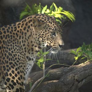 leopard