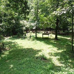 Knoxville Zoo - Cheetah Exhibit