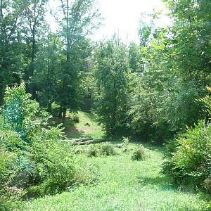 Knoxville Zoo - Gorilla Exhibit