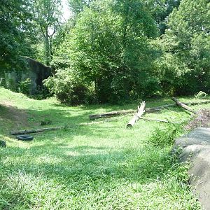 Knoxville Zoo - Gorilla Exhibit