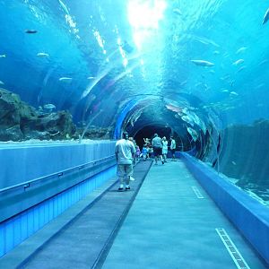 Georgia Aquarium - Ocean Voyager Gallery