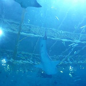 Georgia Aquarium - Ocean Voyager Tank