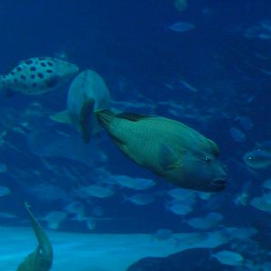 Georgia Aquarium - Ocean Voyager Tank