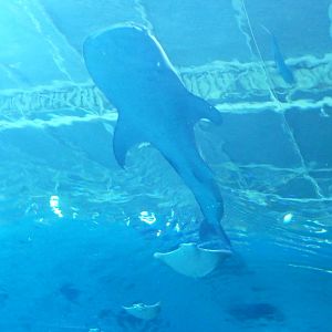 Georgia Aquarium - Whale Shark