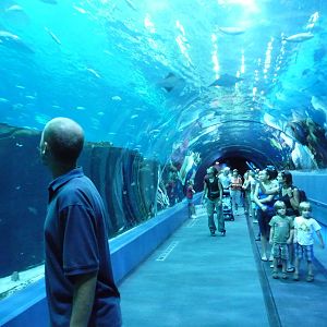 Georgia Aquarium - Whale Shark Tunnel