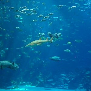 Georgia Aquarium - Whale Shark Tank