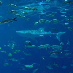 Georgia Aquarium - Whale Shark Tank