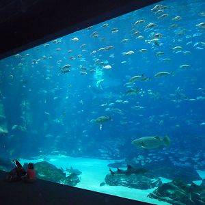 Georgia Aquarium - Whale Shark Tank