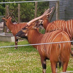Part of the Bongo herd at Marwell