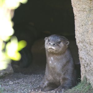spotted neck otter