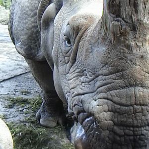 Indian Rhino