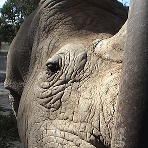 Petting a Northern White Rhino...