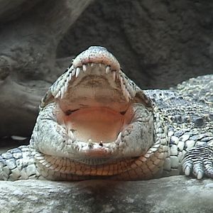 Cuban Croc