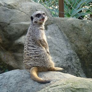 Meerkat at the Los Angeles Zoo
