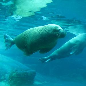 Walrus Exhibit