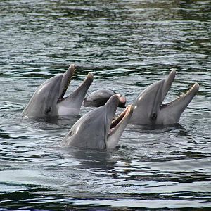 Bottlenose Dolphins