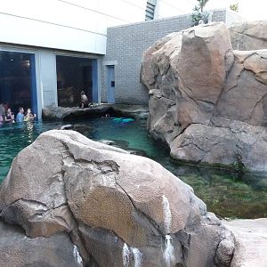 Georgia Aquarium - California Sea Lion Pool