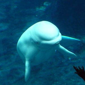 Georgia Aquarium - Beluga Whale