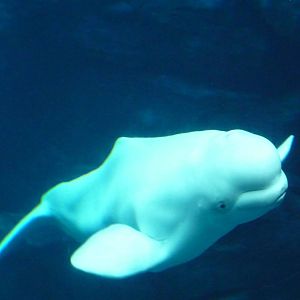 Georgia Aquarium - Beluga Whale