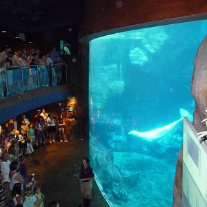 Georgia Aquarium - Beluga Whale Viewing