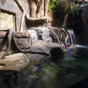 Georgia Aquarium - Asian small-clawed otter exhibit