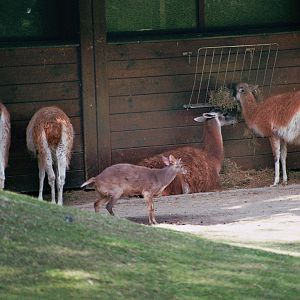 The last of his kind