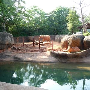Zoo Atlanta - African Elephant Exhibit