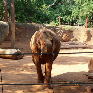 Zoo Atlanta - African Elephant