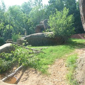 Zoo Atlanta - Lion Exhibit